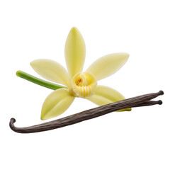 Vanilla flower and dried vanilla bean isolated on transparent background
