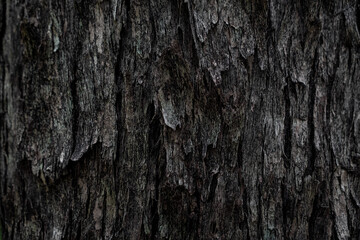 Obraz premium Dark rough tree bark texture with deep crevices for natural background designs