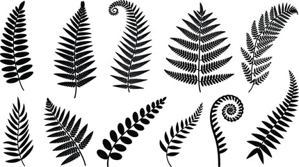 Large collection of black fern leaf silhouettes and tropical botanical frond elements isolated on white background for natural forest themed design. © NR