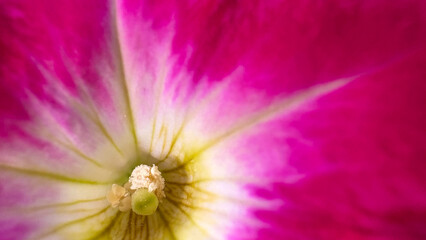 Abstract macro photography of pink flower core with white veins and tiny pistil and stamens.