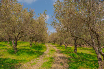 Obraz premium Mediterranean olive grove in spring with a dirt farm track leading through vibrant green grass and yellow flowers. Clear blue sky and rows of trees in soft sunlight