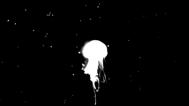 Jellyfish swimming underwater on black background. Black and white for composite and presentation. Alpha matte isolated.	