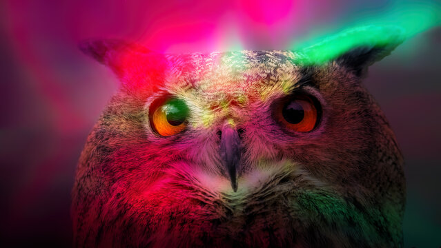 European eagle owl and aurora borealis colours