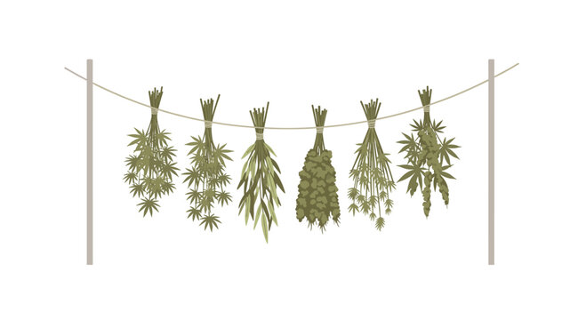 Six distinct bundles of dried cannabis plants, varying in density, are suspended by twine from a horizontal rope between two poles.