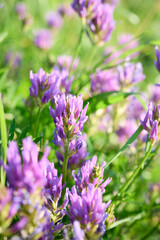 Obraz premium Purple wildflowers of Astragalus onobrychis blooming in a sunny summer meadow.