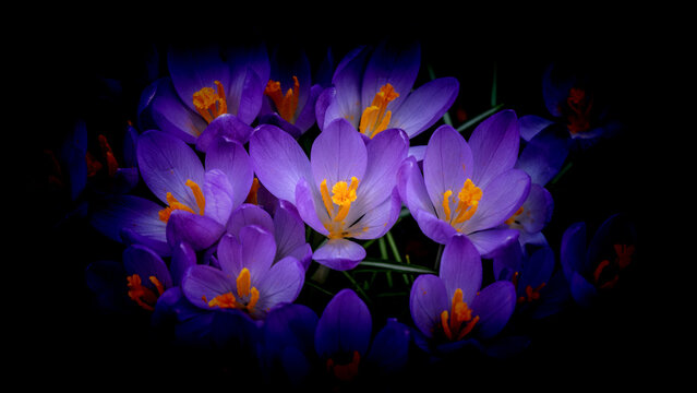 Purple crocuses blooming with Spring colour