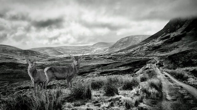 Glen Loth, Sutherland, with red deer stags