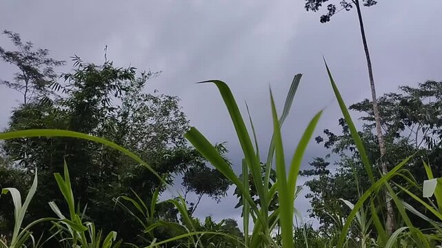 Natural tropical landscape featuring banana trees and lush green vegetation under a dark cloudy sky before rain. Calm rural scenery with dramatic storm clouds, representing rainy season weather and tr