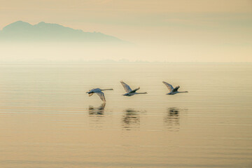 Naklejka premium mystische Morgenstimmung am Bodensee mit warmem Licht, Nebelschwaden und drei fliegenden Schwänen dicht über der Wasseroberfläche