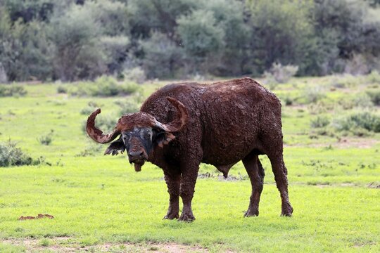 Cape buffalo (Syncerus caffer), adult, foraging, after mud bath, Mokala National Park, Northern Cape, South Africa