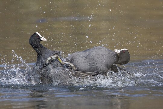Two coots (Fulica atra) fighting in the water and causing splashing spray, Hesse, Germany