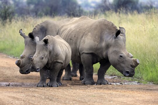 White rhino (Ceratotherium simum), white rhino, adult, juvenile, foraging, group, dehorned, Pilanesberg National Park, North West Province, South Africa, Africa, Germany
