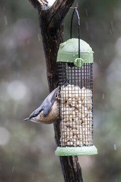 Nuthatch (Sitta europaea) at the feeder, Emsland, Lower Saxony, Germany