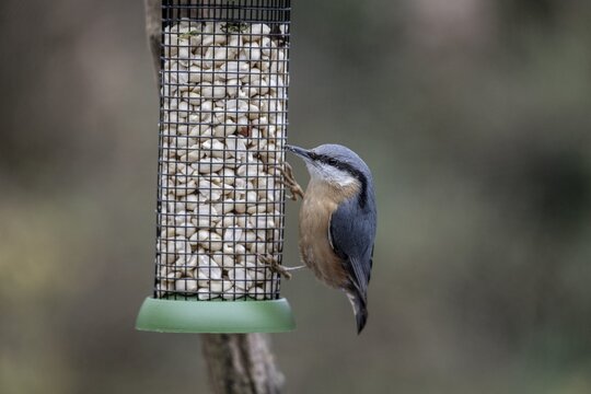 Nuthatch (Sitta europaea) at the feeder, Emsland, Lower Saxony, Germany