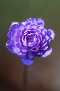 Liverwort (Hepatica nobilis Plena) in full bloom, Emsland, Lower Saxony, Germany