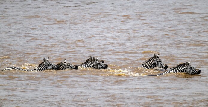 Steppe zebras (Equus quagga) swimming in the water while crossing the Mara River, Great Migration, Serengeti National Park, Tanzania