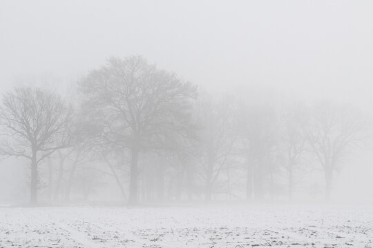 English oaks (Quercus robur) in fog, Emsland, Lower Saxony, Germany