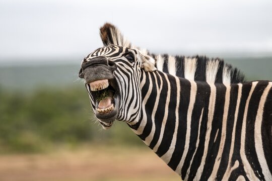 Funny, animal portrait, Burchell's zebra (Equus quagga burchelli) neighing and showing teeth, Addo Elephant National Park, Eastern Cape, South Africa