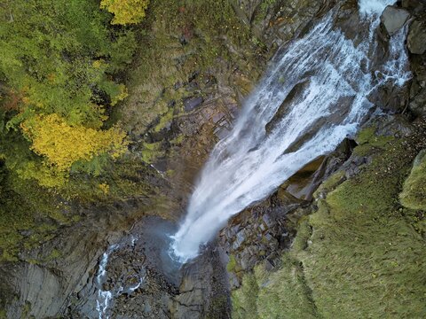 Autumn-coloured sycamore maple (Acer pseudo plantanus), at the Diesbach waterfall, Canton Glarus, Switzerland