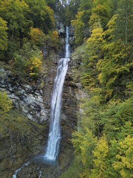 Autumn-coloured sycamore maple (Acer pseudo plantanus), at the Diesbach waterfall, Canton Glarus, Switzerland