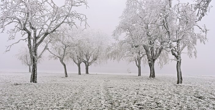 Row of trees with hoarfrost, Lindenberg, Freiamt, Canton of Aargau, Switzerland