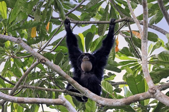Siamang (Symphalangus syndactylus), adult, on tree, calling, Southeast Asia
