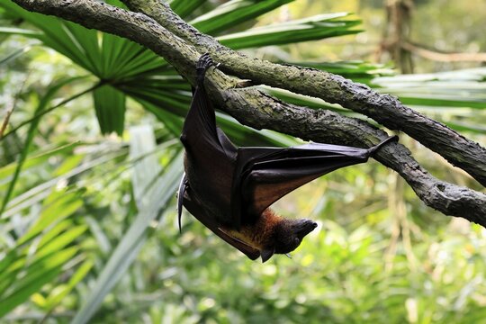Kalong flying fox (Pteropus vampyrus), adult, climbing, in sleeping tree, during the day, Singapore, Southeast Asia