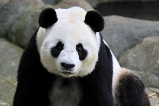 Giant Panda (Ailuropoda melanoleuca), adult, portrait, China