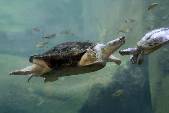 Burmese Roofed Turtle (Batagur trivittata), adult, in water, swimming, Myanmar, Asia, captive