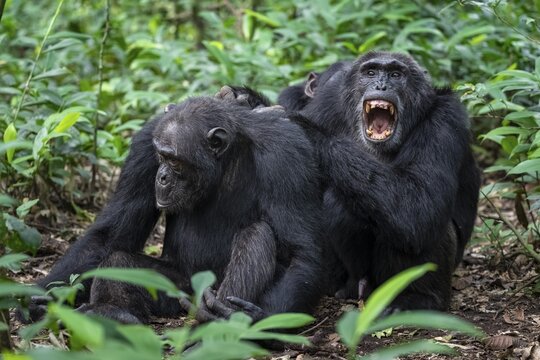 Two chimpanzees (Pan Troglodytes), adult male spawning, grooming in the jungle, Kibale National Park, Uganda