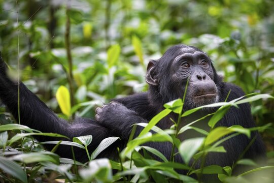 Animal portrait, chimpanzee (Pan Troglodytes) looking longingly, hopeful, adult male between leaves in the jungle, Kibale National Park, Uganda