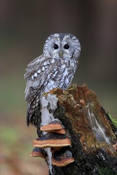 Tawny Owl (Strix aluco), adult, autumn, on tree, vigilant, &Scaron;umava, Czech Republic