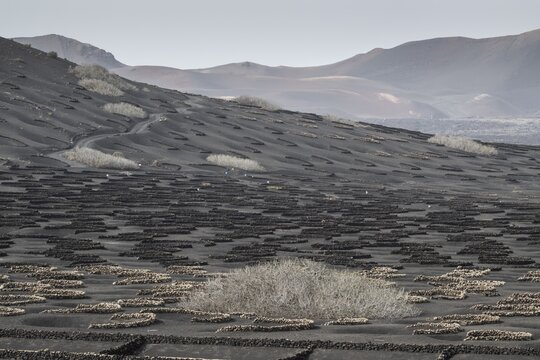 Wine growing in volcanic ash pits protected by dry stone walls, Yaiza, Lanzarote, Canary Islands, Spain