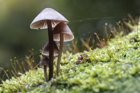 Large blood helmet (Mycena haematopus), Emsland, Lower Saxony, Germany