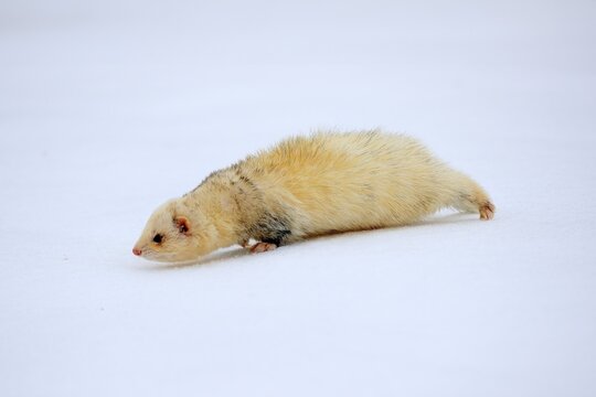 Ferret (Mustela putorius furo), adult, albino, in winter, in the snow, Bohemian Forest, Czech Republic