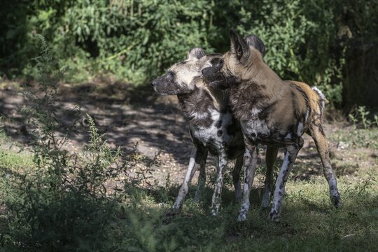 African wild dogs (Lycaon pictus), captive, Germany