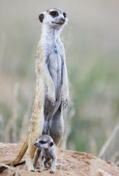 Suricate (Suricata suricatta) . Also called Meerkat. Female with young at their burrow. On the lookout. Kalahari Desert, Kgalagadi Transfrontier Park, South Africa