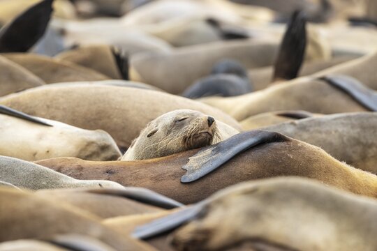 Cape Fur Seal (Arctocephalus pusillus) . Resting. Cape Cross Seal Reserve, Skeleton Coast, Dorob National Park, Namibia