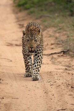 Leopard (Panthera pardus), adult, running, Sabi Sand Game Reserve, Kruger National Park, South Africa