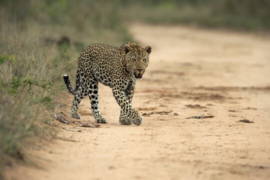 Leopard (Panthera pardus), adult, running, Sabi Sand Game Reserve, Kruger National Park, South Africa