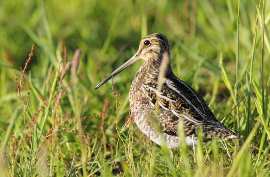 Common Snipe (Gallinago gallinago), Emsland, Lower Saxony, Germany