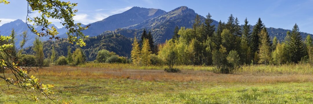 Moor in autumn, Moor pond near Oberstdorf, Oberallg&auml;u, Allg&auml;u, Bavaria, Germany