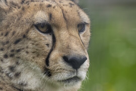Cheetah (Acinonyx jubatus) captive, Zoo, Wilhelma, Stuttgart, Baden-W&uuml;rttemberg, Germany