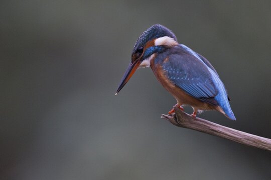 Common kingfisher (Alcedo atthis), Emsland, Lower Saxony, Germany