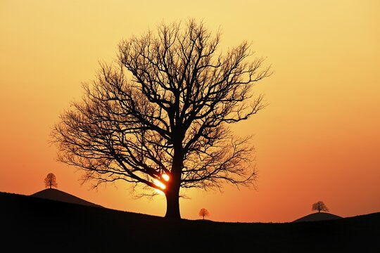 Silhouettes of an oak tree (Quercus), and lime trees (Tilia), in drumlin landscape in the light of the setting sun, Hirzel, Canton Zurich, Switzerland