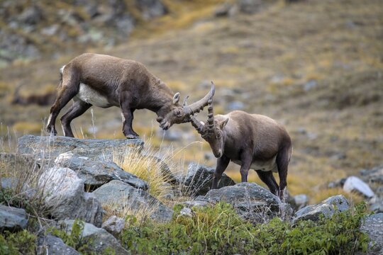 Alpine ibex (Capra ibex), two younger animals in a playful fight, Gran Paradiso National Park, Aosta, Italy