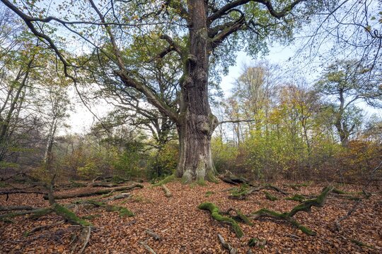 Old English oak (Quercus robur), primeval forest Sababurg, Reinhardswald nature park Park, Hesse, Germany