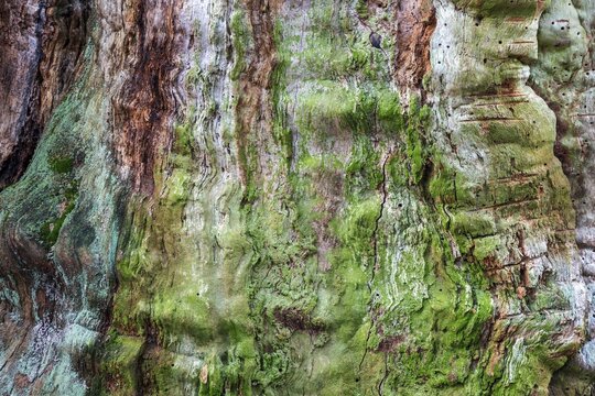 Structures in the weathered wood on a dead tree trunk, Sababurg primeval forest, Reinhardswald nature park Park, Hesse, Germany