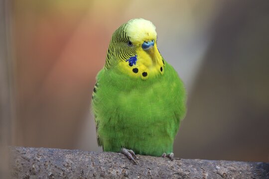 Green-yellow budgie (Melopsittacus undulatus), captive, Sababurg Zoo, Hesse, Germany