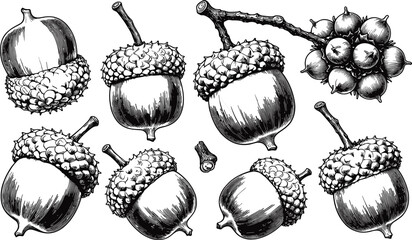 Detailed black and white botanical illustration of diverse acorns and oak tree elements, showcasing natural growth patterns, textures, and educational reference for species identification © MDRAZIURRAHMAN